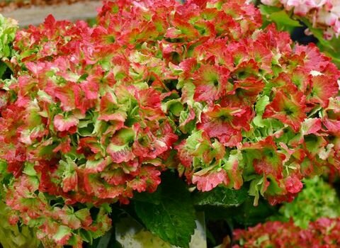 Hortenzie Hot Red v květináči30/40 cm Hydrangea hot Red